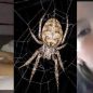 New Trending Video Viral De La Chica 2022 & Video Viral De La Aiña araña 2022